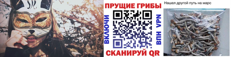 Псилоцибиновые грибы Psilocybe  Рудня 